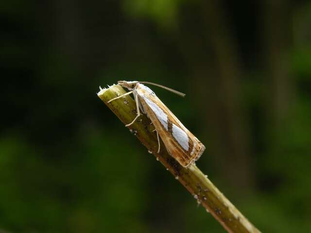 صورة Catoptria