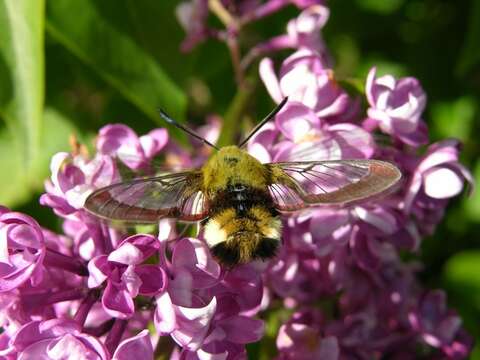 Image of Hemaris Dalman 1816