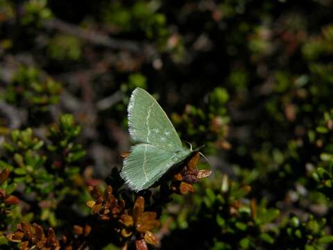 Image of Chlorissa