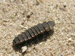 Image of glowworms