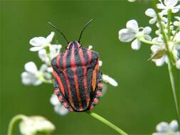 صورة <i>Graphosoma lineatum</i>