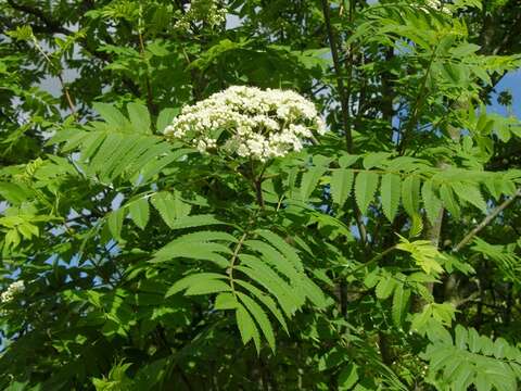 Image of rowan,  moutain ash