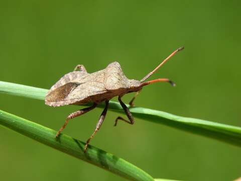 Image of <i>Mesocerus marginatus</i>