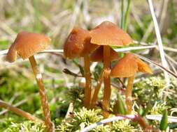 Image of Galerina