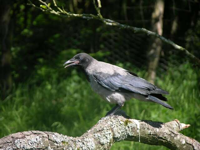 Image of <i>Corvus corone cornix</i>