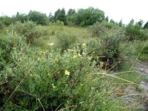 Image of shrubby cinquefoil