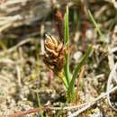 صورة Carex maritima Gunnerus