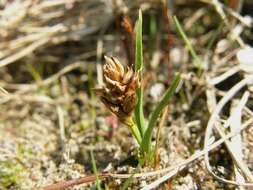 Image of curved sedge