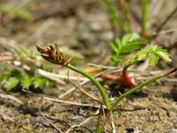 Image of curved sedge