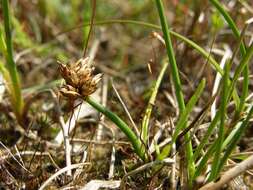 Image of curved sedge