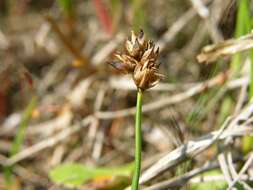 Carex maritima Gunnerus resmi