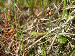 Image of curved sedge