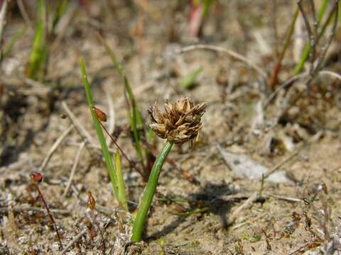 Image of curved sedge