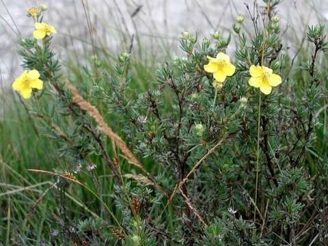 Image of shrubby cinquefoil