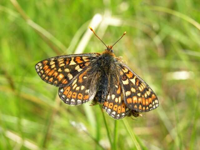 Plancia ëd <i>Euphydryas aurinia</i>