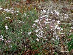 Слика од Gypsophila