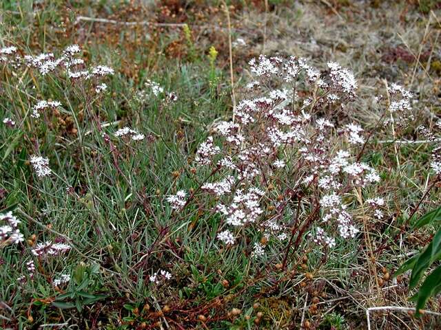 Image of Gypsophila