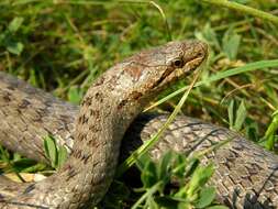 Image of Smooth Snakes