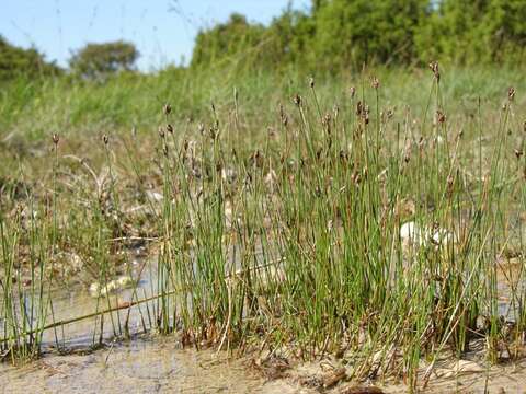 Image of Few-flowered Spike-rush