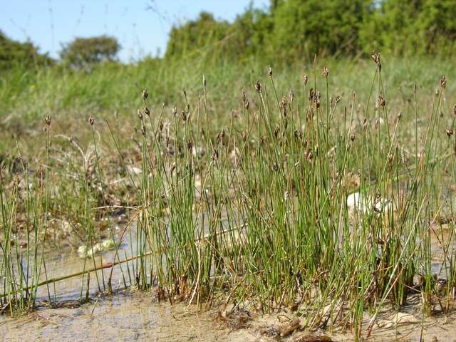 Imagem de Eleocharis quinqueflora (Hartmann) O. Schwarz