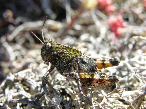 Bryodemella (Bryodemella) tuberculata (Fabricius 1775)的圖片