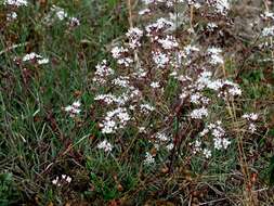 Слика од Gypsophila