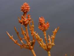 Image of Coral Stonewort