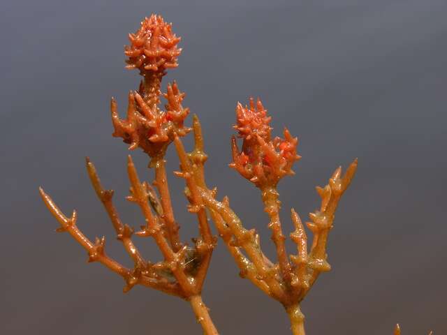 Image of Coral Stonewort