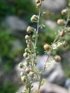 Image of sagebrush