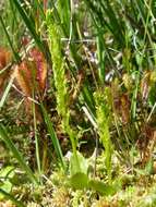 Image of Bog Orchid