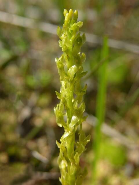 Image of Bog Orchid