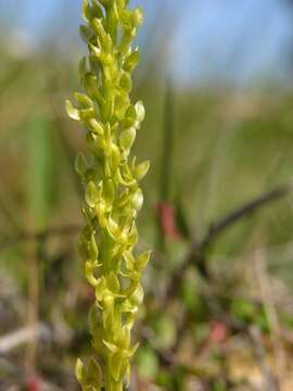 Image of Bog Orchid