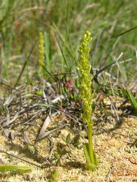 Image of Bog Orchid