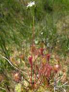 Image of Sundews