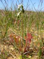 Imagem de Drosera