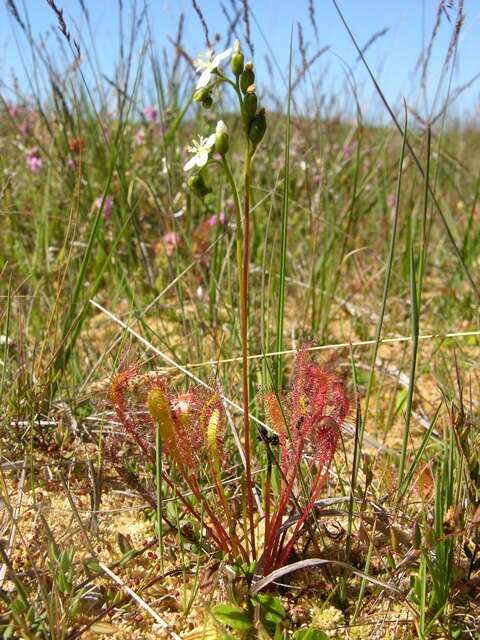 Imagem de Drosera