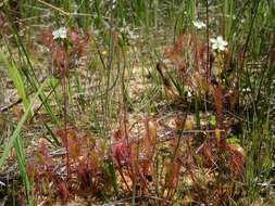 Imagem de Drosera