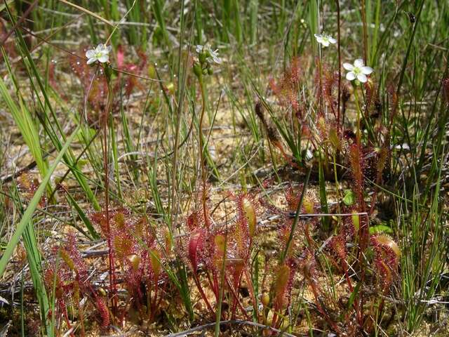 Imagem de Drosera