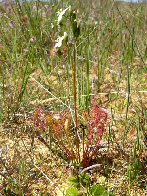 Imagem de Drosera