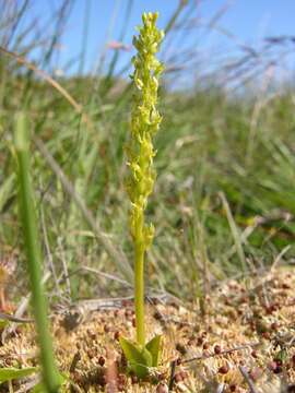 Image of Bog Orchid