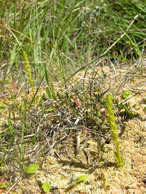 Image of Bog Orchid