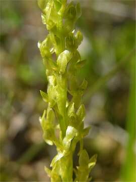 Image of Bog Orchid