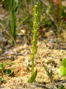 Image of Bog Orchid