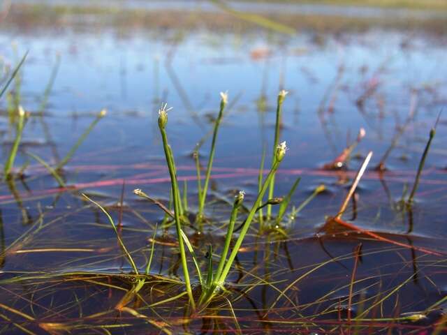 Image of bulrush