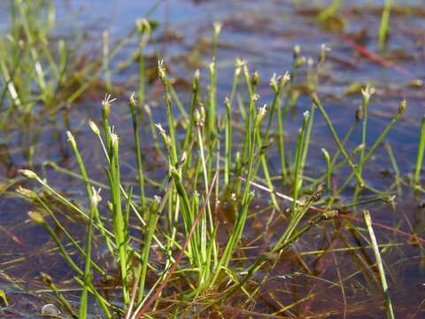 Image of bulrush