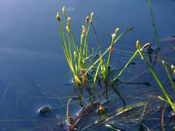 Image of bulrush