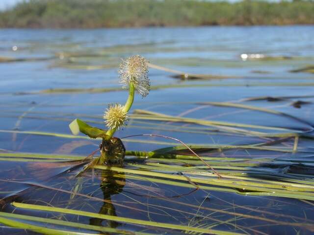 Image of bur-reed