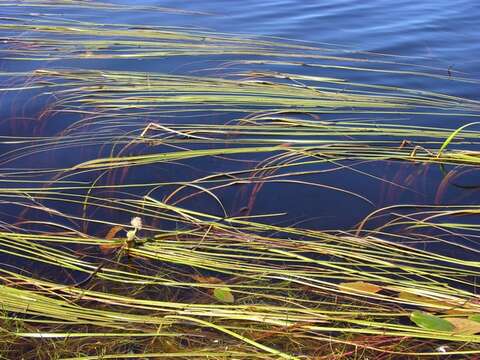 Image of bur-reed