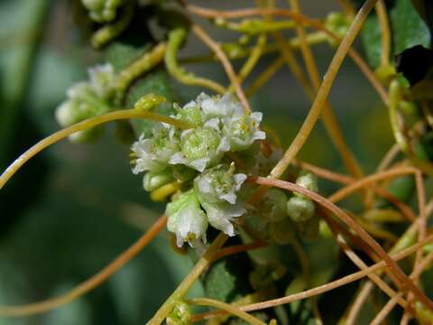 Image of Cuscuta