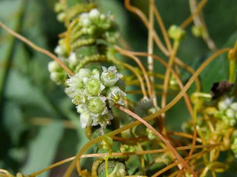 Image of Cuscuta